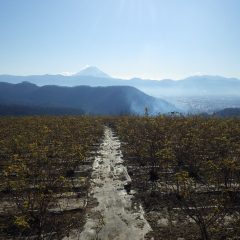 新年を迎えた農場のローズ畑