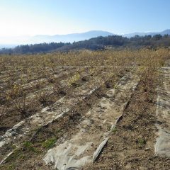 清掃作業が終わり綺麗になって新年を迎えたローズ畑