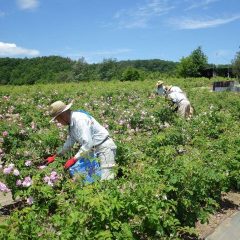 そして今日も早朝7時からローズの花摘み作業は始まっています