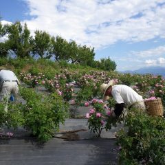 斜面の畑は足場も悪く足腰にキツイ作業です