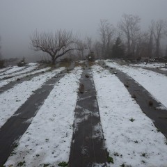 カモマイル・ジャーマン畑はまだ18日に降った雪が解けずに雪を被ったままです