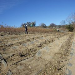 冷たい空っ風の吹く中で剪定作業が続けられています