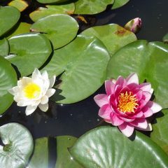 農場の水槽で睡蓮が咲き始めました