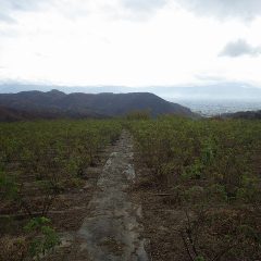 天気予報よりも早く朝から小雨が降るローズ畑