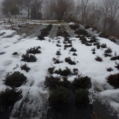 タイム・マストキナ畑もまだ雪が残っています