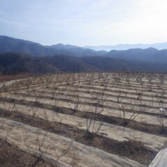 剪定が終わって綺麗になったローズ畑