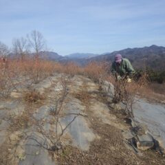 風も無く穏やかな陽気だと剪定作業を行う手も自然と進みます