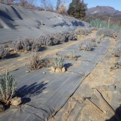 全部で40株を植え替えました