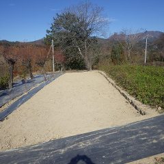 カモマイル・ジャーマン畑の改修作業はほぼ完了しました