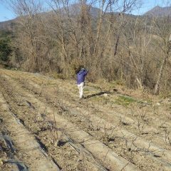 剪定した枝を畑の外へ運び出します