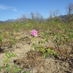 除草作業の終わったローズ畑にダマスクローズが一輪だけ咲いていました