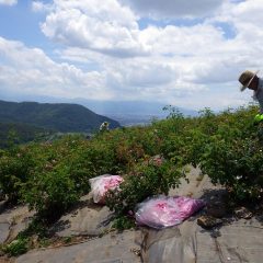 真夏の様な暑さの中で花摘みは続けられています