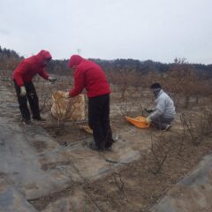 手分けしてこちらの畑でも剪定作業が行われています
