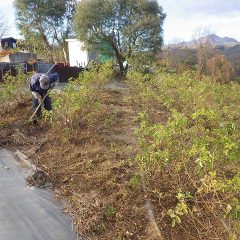 ローズ畑の除草作業もようやく終了となりましたが、この後に草出し作業が待っています