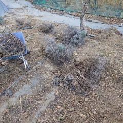 去年から今年にかけて天候のせいか10年近い古株のせいか立ち枯れる株も多くなっています