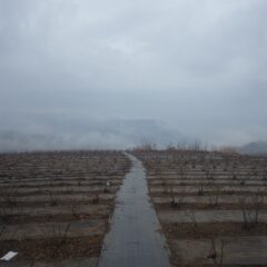 ようやく昼過ぎに雨が上がった農場のローズ畑