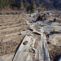 ボロボロになってしまった通路の防草シート