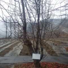 カリンの脇枝が茂り過ぎているので枝切りをしました