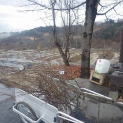 重なった枝を切り取って風通しを良くしました