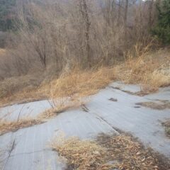 枯れた雑草の片付け作業