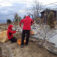 日が陰り始めると寒さは一段と厳しくなり完全防備で剪定作業を続けています