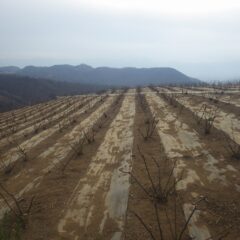 剪定作業が終わって静寂に包まれたローズ畑