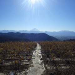 のどかに見えるローズ畑ですが朝から寒風が唸りを上げながら吹き荒れています