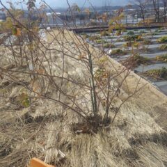 脇枝も沢山出ていて枝も伸び放題です