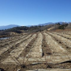 剪定作業は順調に進んでいますが風が強すぎて剪定した枝が飛んでしまうので剪定作業はお休みにしました