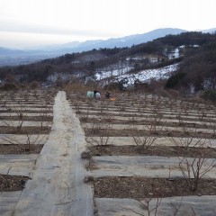 山々の北斜面には雪がまだ残っていて凍るように冷たい風が農場へ吹いて来ます