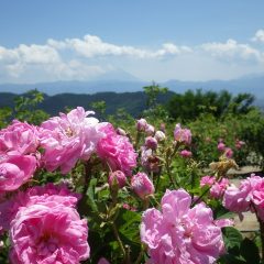 本日で今年の蒸留予定収穫量に達しました