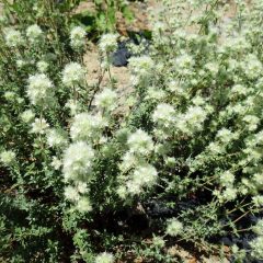 綿帽子のようなタイム・マストキナの花