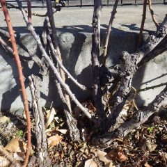 古い枝は木質化してあまり芽を出さなくなります