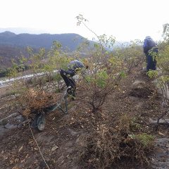 農場ではローズ畑の除草した草を畑の外に出す作業が行われています