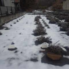事務局横のラベンダー畑には10日に降った雪が残っています