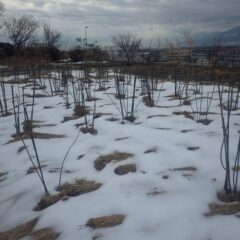 事務局前のローズ畑もまだ一面に雪が残っています