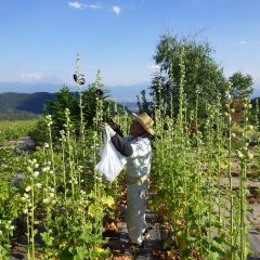 背丈より高く伸びた花茎