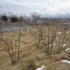 お昼過ぎに事務局前のローズ畑もようやく雪解け