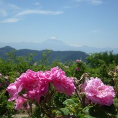 最後のひと花を咲かせています