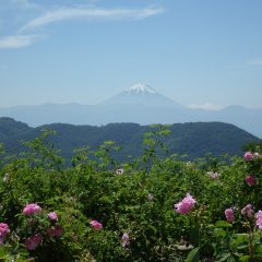 今日も真夏日