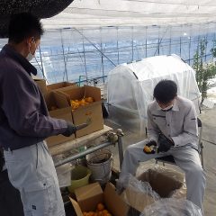 ローズ畑の草出し作業