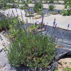 花穂を沢山出したラベンダー