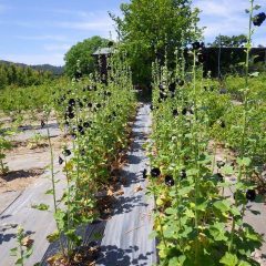 ブラックマローは次々に花を咲かせています