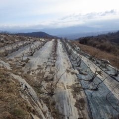 剪定の終わったローズは静かにじっと春を待っています