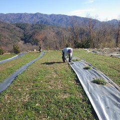 カモマイル・ジャーマン畑で最初の除草作業が始まりました