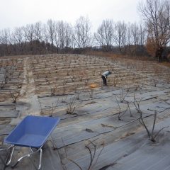 剪定後の点検・見回り作業中