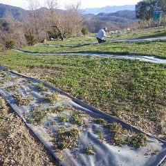 正面の畑は午前中で作業終了