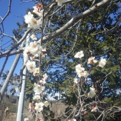 梅の花も次々に開いています