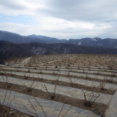 綺麗に整えられたローズ畑