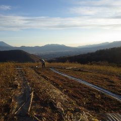 今日も夕暮れまで作業を続けました